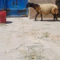 میش رفسنجونی
