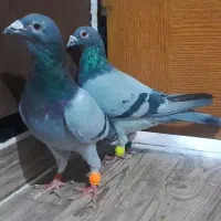 یک جفت کبود پلاکی