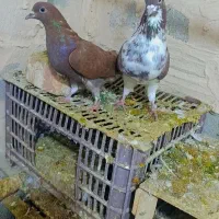 کبوتر گرفتنی گورگی تهران|پرنده|ارومیه, |دیوار