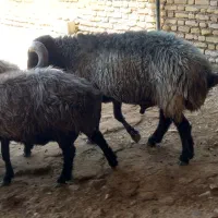 قوچ|حیوانات مزرعه|فسا, |دیوار