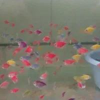 ماهی کالر آنجل جواهر باله بلند