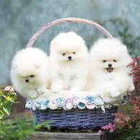 پامرانین سفید خالص