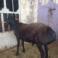 بره کاوه  چینی