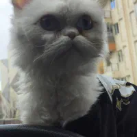 گربه نژاد پرشین سفید چشم دو رنگ