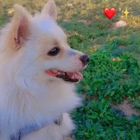 سگ‌پامر روباهی نر