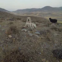 سگ گله چهار ساله