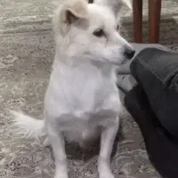 سگ پامراشپیتز.