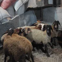 فروش بره گوسفند نر وماده|حیوانات مزرعه|رویان, |دیوار