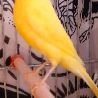 قناری و سهره ماده کار داده ۵ تخم