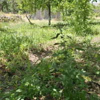 فروش-باغ