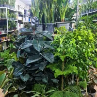 گلسرای مریم بانو بار جدید رسید۱۰درصد|گل و گیاه طبیعی|بیرجند, |دیوار