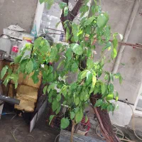 فروش نهال پرتقال