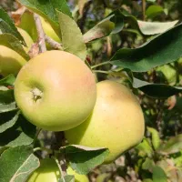 سیب درختی مستقیم از باغ