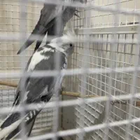 دو جفت آلبینو نر دوکت ماده خالص آلبینو|پرنده|مشهد, منزل آباد|دیوار