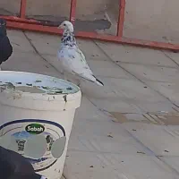 کفتر سار نر پرشی