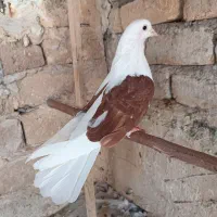 کبوتر
