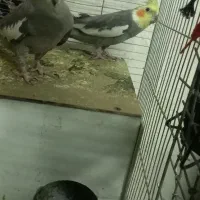 طوطی عروس هلندی|پرنده|کرمان, |دیوار