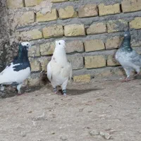 طوقی|پرنده|یزد, |دیوار