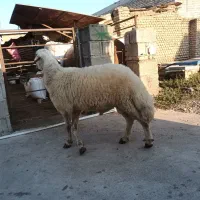 بره قوچ|حیوانات مزرعه|فاضل آباد, |دیوار