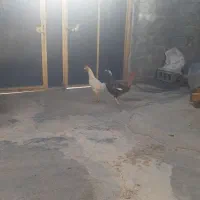 خروس|حیوانات مزرعه|جوانرود, |دیوار