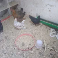 مرغ گلین اصل