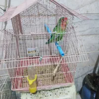 طوطی برزیلی نر همراه با قفس