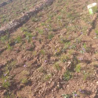 زمین کشاورزی|فروش زمین و ملک کلنگی|تربت‌حیدریه, مسجد جامع|دیوار