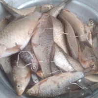 ماهی|ماهی|صالح آباد (ایلام), |دیوار