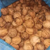 گردو تازه ومحلی بوانات|خوردنی و آشامیدنی|ارسنجان, |دیوار