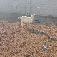 بز سانن جوان دوم شکم|حیوانات مزرعه|کوهسار (البرز), |دیوار