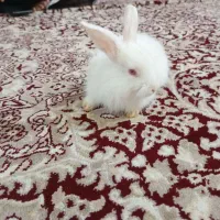 بچه خرگوش|موش و خرگوش|بم, |دیوار