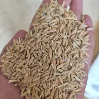 فروش  تناژ جو درجه یک دیم و آبی به شرط|خدمات باغبانی و درختکاری|بروجرد, |دیوار