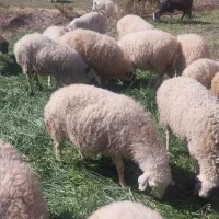 گوسفندوبرهشیشک|حیوانات مزرعه|نگار, |دیوار