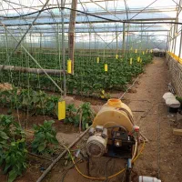 استخدام در گلخانه بصورت رعیتی و شراکتی