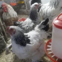 مرغ‌وخروس|حیوانات مزرعه|زاهدان, |دیوار