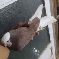 چند تا کفتر ب شرط معاوضه با پرنده قفسی