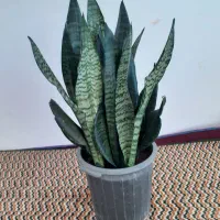 گل خانگی|گل و گیاه طبیعی|اردبیل, |دیوار