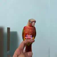 گرینچیک دستی چلوندنی