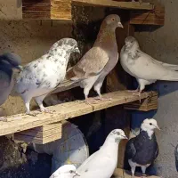 کبوترپرشی|پرنده|سیرجان, |دیوار