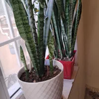 گل و گلدان|گل و گیاه طبیعی|کرمانشاه, |دیوار