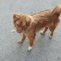 سگ پامر خرسی|سگ|کرج, احدآباد|دیوار