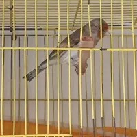 سهره قناری سبک بر تر