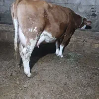 گاوسمیتال باگوساله قرمز|حیوانات مزرعه|اهر, |دیوار