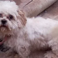 سگ پاکوتاه نر شیتزو فلت پوزه کوتاه