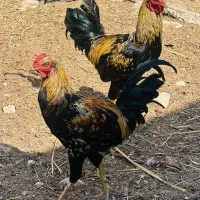 خروس لاری|حیوانات مزرعه|خورموج, |دیوار