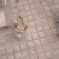 سگ پامرین|سگ|الوند, |دیوار