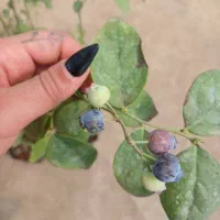 فروش نهال بلوبری درجه یک|خدمات باغبانی و درختکاری|رامسر, |دیوار