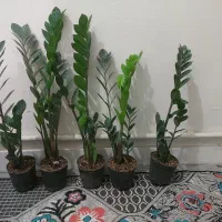 زاموفیلیا حراجی با کیفیت و رشد انفجاری