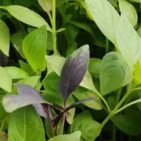 ریحان گلخانه ای