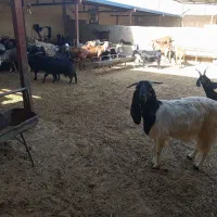 میش بره داروبزکهردار